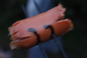 _MG_5660.JPG