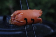_MG_5663.JPG