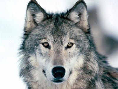 Ravenek..;]