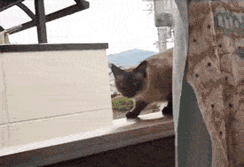 1335418531471.gif